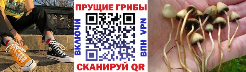 дарнет шоп  Лиски  Псилоцибиновые грибы мухоморы 